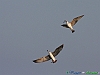 Uccelli charadriiformi 19 - Gabbiano reale.jpg
